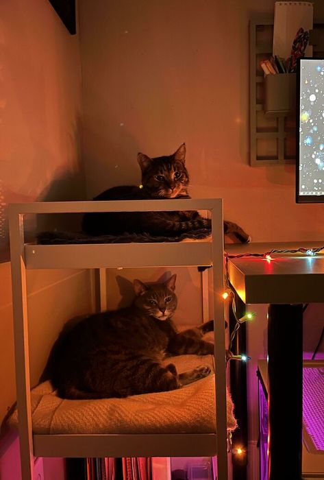 Turned My Nissafors Utility Cart Into A Cat Bunk Bed To Keep The Cats Off Of My Desk While I Work Desk Cat Bed, Corner Liquor Cabinet, Ikea Kitchen Units, Cat Bunk Beds, Ikea Cart, Funny Parents, Bookcase Hack, Diy Cat Bed, Billy Bookcase Hack