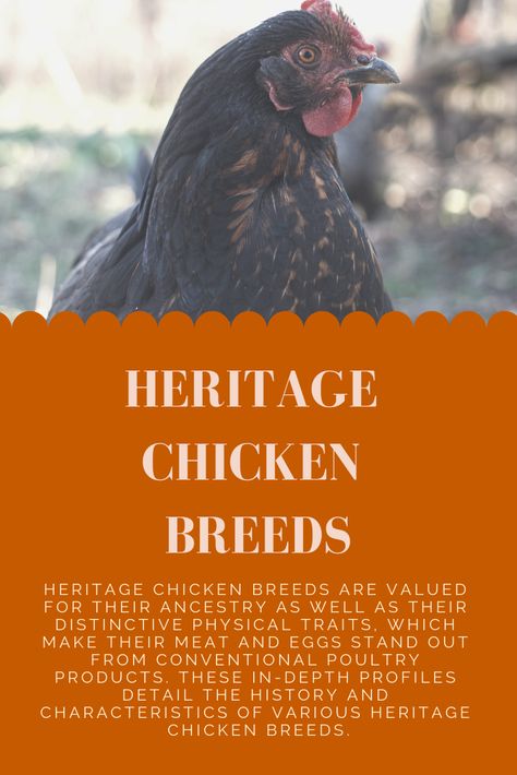 Heritage chicken breeds are valued for their ancestry as well as their distinctive physical traits, which make their meat and eggs stand out from conventional poultry products. These in-depth profiles detail the history and characteristics of various heritage chicken breeds. Meat Chickens Breeds, Chickens Breeds, Heritage Chicken Breeds, Collect Rainwater, Color Eggs, Heritage Chickens, Laying Chickens Breeds, Feeding Chickens, Chickens For Eggs