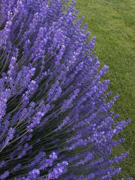 How To Propagate Lavender, Lavender Cottage, Zsazsa Bellagio, Lavender Garden, Purple Garden, Lavender Plant, Lovely Lavender, Flower Landscape, French Lavender