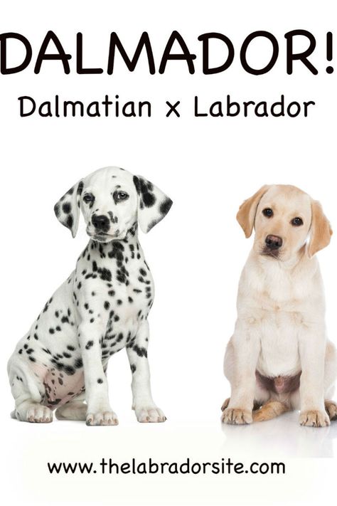 If you’re interested in the Dalmatian Labrador Mix, also known as the “Dalmador,” and wonder if he would be the right addition to your household, then you’re in luck. Golden Retriever And Dalmation, Miniature Dalmatian Dogs, Dalmatian Lab Mix Dogs, Dalmatian Mix Breeds, Doodle Breeds, Long Haired Dalmatian Puppy, Lab Mix Puppies, Dog Images Hd, Dalmatian Mix