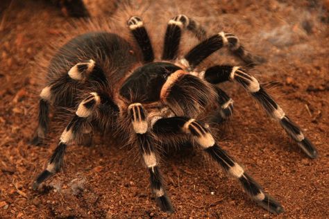 Brazilian Whiteknee Tarantula Wolf Spider, Getting Started, Scorpion, Natural World, Plants