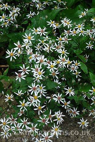 Wood Aster, Flowering Perennials, Perennial Border, Office Plants, Hardy Perennials, Woodland Garden, Love Garden, Plant Combinations, Perennial Garden