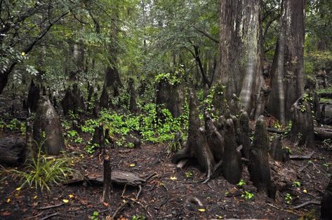 These 10 Unexplained Natural Phenomena In Texas Will Baffle You Hikes In Texas, Hiking In Texas, Marfa Lights, Unexplained Phenomena, Ghost Lights, Rio Carnival, Texas City, Okinawa Japan, Forest Service