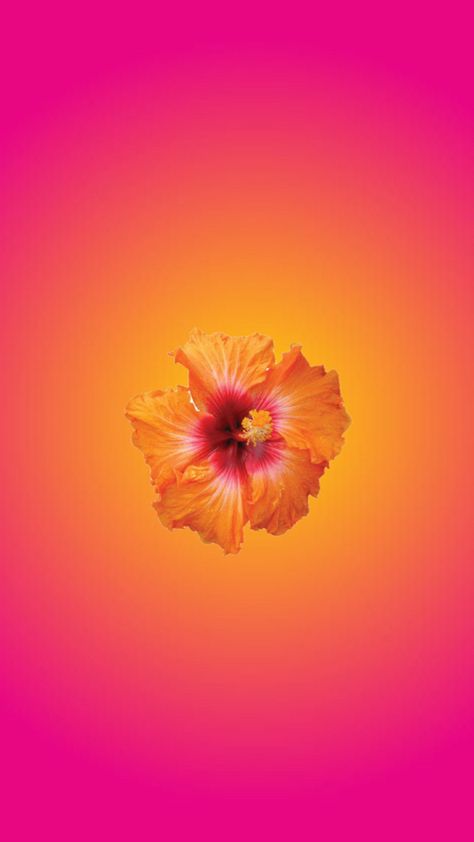 #hibiscus #aura #wallpaper #summer Really Cool Wallpapers, Aura Wallpaper, Wallpaper Summer, Iphone Wallpaper Classy, Cute Summer Wallpapers, Iphone Homescreen Wallpaper, Cute Flower Wallpapers, Iphone Wallpaper Photos, Phone Wallpaper Patterns