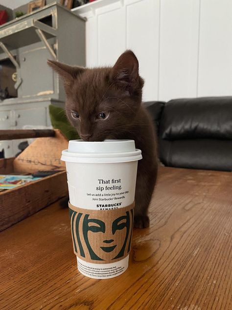 Cat Coffee Aesthetic, Cat And Coffee Aesthetic, Brown Fluffy Cat, Brown Cat Aesthetic, Chocolate Brown Cat, White And Brown Cat, Kittens Brown, Light Brown Cat, Dark Brown Cat