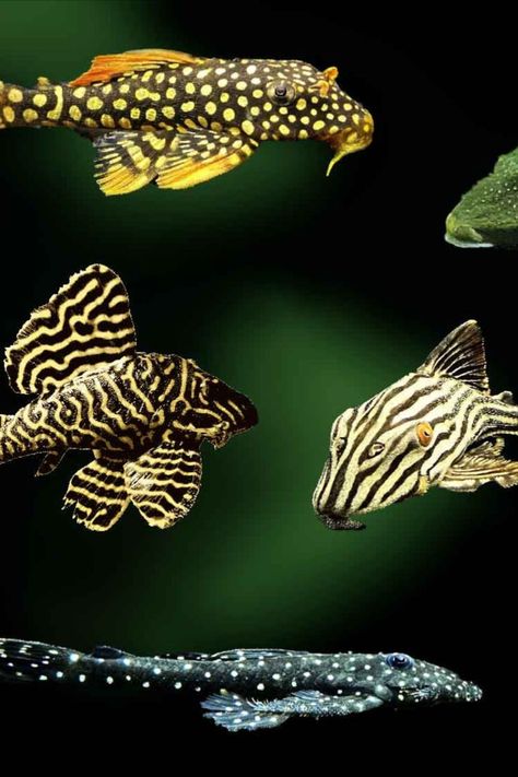 Pleco Fish, Fish Aquarium Decorations, Fishing Room, Fish Ponds, Aquarium Decorations, Freshwater Aquarium, Freshwater Fish, Tropical Fish, What Type