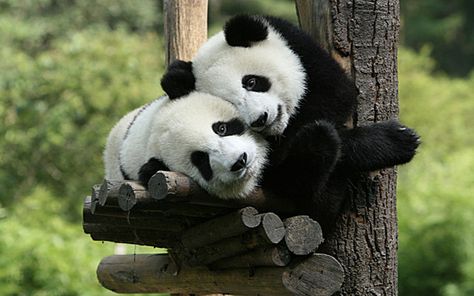 Panda cuddling in China Panda Valentines, Fav Animal, Panda Love, Baby Panda, Kung Fu Panda, Fluffy Animals, Red Panda, Cute Panda, Sweet Animals