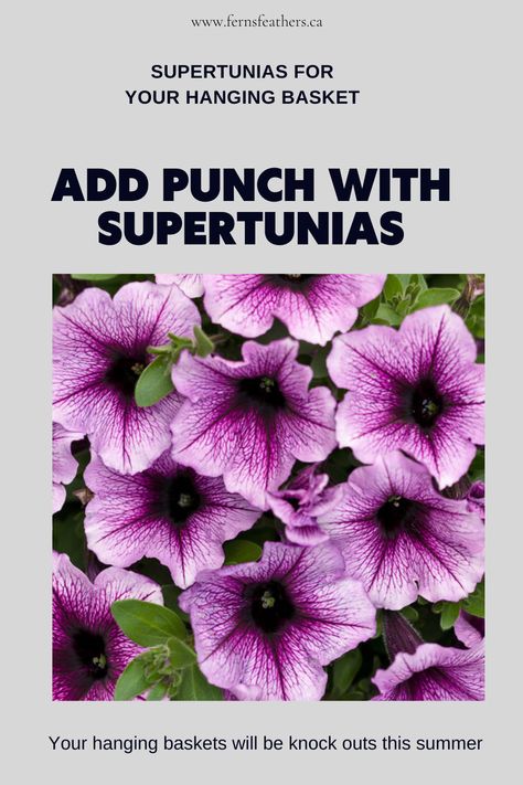 Using Proven Winners Supertunias in hanging baskets, window boxes and containers is a guarantee of success. These flowers are real performers that continue to bloom throughout the season and they grow larger and fill out their containers with outstanding color. Find out some great combinations for your garden and how to get the most out of these outstanding flowers either in your hanging baskets, containers or in the landscape. Garden tips | landscaping ideas | hanging baskets | containers Supertunias Flowers, Flower Combos, Dark Fuschia, Proven Winners Plants, Basket Uses, Proven Winners, Landscape Garden, Burgundy Flowers, Woodland Garden