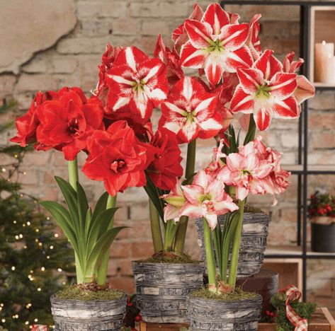 Are you looking for something easy to grow in doors that blooms? Here is everything you need to know about amaryllis care. #amaryllis #amaryllisflower #amarylliscare #indoorgardening #amaryllischristmas #christmasgiftideas #amarylliscareafterbloom Christmas Amaryllis, Amaryllis Care, Amaryllis Christmas, Red Amaryllis, Amaryllis Flowers, Amaryllis Bulbs, Red Petals, Fertilizer For Plants, Garden Images