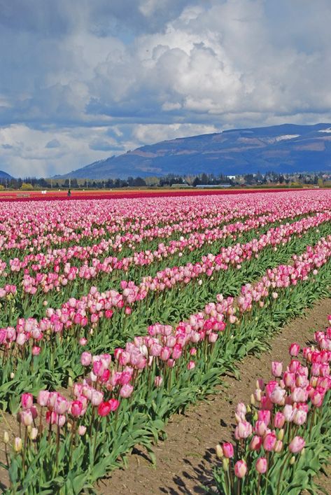 Skagit Valley Tulip Festival · ONE armed MAMA Valley Of Flowers India, Tulip Field Amsterdam, Amsterdam Field Of Tulips, Skagit Valley Tulip Festival, Dutch Tulip Fields, Skagit Valley, Tulip Festival, Tulip Fields, Flower Field