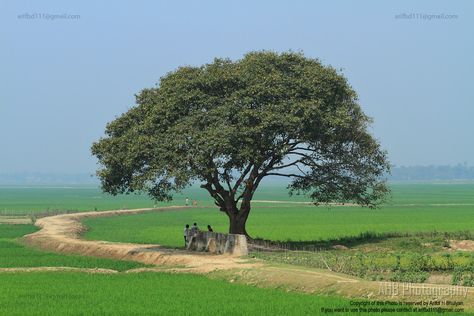 Village Nature of Bangladesh | Ariful Haque Bhuiyan | Flickr Beautiful Bangladesh, Places Worth Visiting, Village Photos, Village Photography, Indian Village, Landscape Photography Nature, Village Life, Beautiful Places Nature, Beautiful Villages