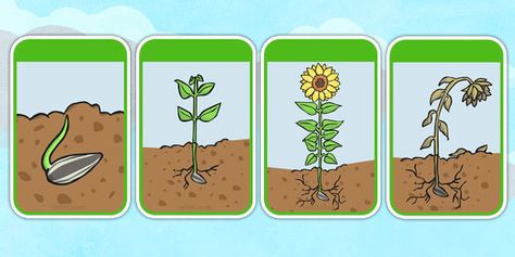 Sunflower Life Cycle, Alphabet Phonics, Free Preschool Worksheets, Algebraic Thinking, Plant Life Cycle, School Supplies List, Math Addition, Free Preschool, Physical Development