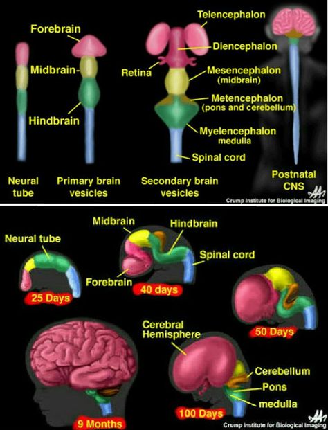 Fetal Brain Development, Spinal Cord, Brain Development, Human Mind, Neurology, Neuroscience, Psych, Evolution, Brain