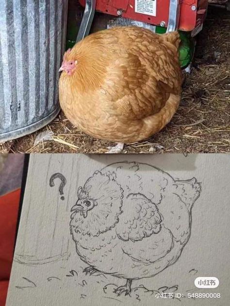 Chicken Scratch Art Style, Angry Animal Drawing, Angry Reference Drawing, Chicken Cute Drawing, Angry Drawing Reference, Bird Drawing Reference, Fish Drawing Reference, Angry Reference, Chicken Reference