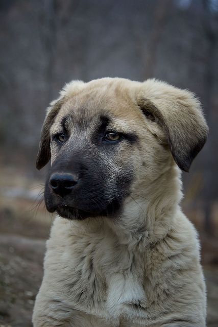 Anatolian Shepherd Puppies, Kangal Dog, Livestock Guardian Dog, Anatolian Shepherd, Dogs Breeds, Animals Dogs, About Dogs, Shepherd Puppy, Rhodesian Ridgeback