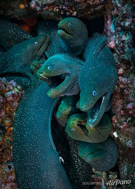 Eel Tattoo, Ocean Stuff, Moray Eel, Art And Craft Videos, Aquatic Animals, Draw On Photos, Marine Animals, Sealife, Flora And Fauna