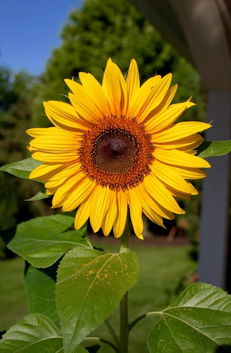 shallow focus photography of yellow sunflower photo – Free Plant Image on Unsplash Harvesting Sunflower Seeds, Sunflower Iphone Wallpaper, Sunflower Images, Sunflower Photography, Flower Identification, Sunflowers And Daisies, Sunflower Photo, Sunflower Pictures, Sunflower Garden