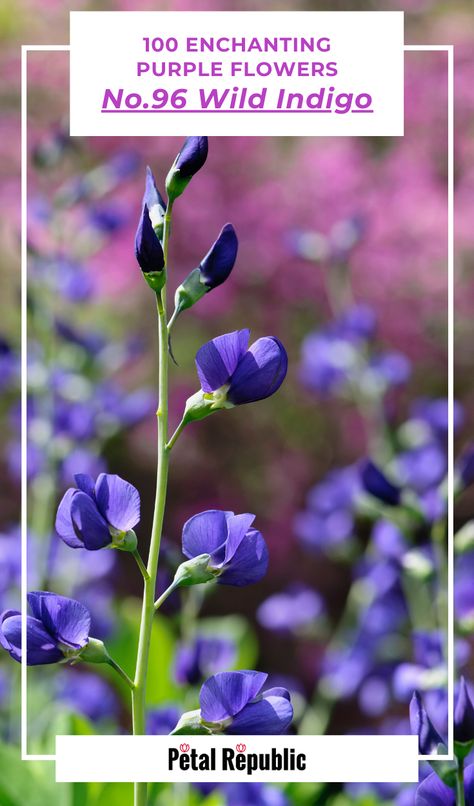 Wild Blue Indigo, Indigo Tattoo, Blue Wild Indigo, False Indigo, Baptisia Australis, Purple Flowering Plants, Prairie Planting, Wild Indigo, T 1000