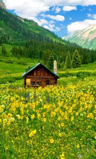 Colorado Wildflowers, Little Cabin In The Woods, Mountain Cottage, Landscape Art Painting, Pretty Landscapes, Beautiful Locations Nature, Beautiful Places Nature, Summer Dream, Cabins In The Woods