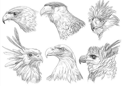 Birds of prey - Animal Pencil Drawings by C. Yang Pencil Drawings Of Birds, Animal Pencil Drawings, Drawings Of Birds, Pencil And Eraser, Prey Animals, Sea Mammal, Pencil Drawings Of Animals, Bird Of Prey, Animal Study