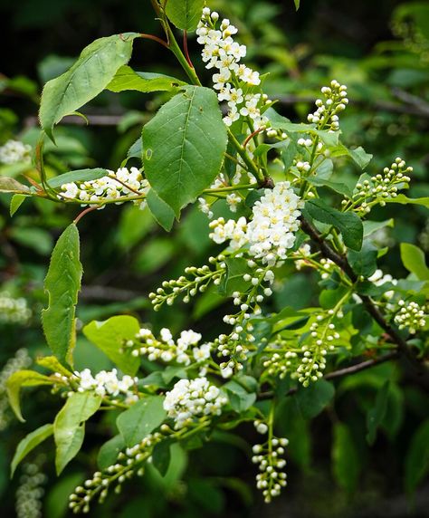 Did you know Chokecherry is in the Rose family? It also includes raspberries, serviceberries, and apples. Chokecherry is native to North America. The birds here love the berries. They unfortunately also host tent caterpillars. The caterpillars were really bad last year. They were falling out of the trees and all over my backyard. Right now the flowers are blooming and smell lovely. #chokecherry #wildplants #nativeplantsofnorthamerica #naturephotography Chokecherry Tree, Tent Caterpillars, Mini Forest, Garden Plan, Rose Family, Wild Plants, The Birds, Growing Plants, Native Plants