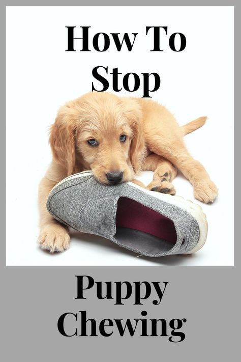 What to do when a puppy chews everything. Is this natural behaviour? Puppy bite inhibition training. How to stop chewing behaviour. Why do dogs chew? Puppy Chewing Tips Training, How To Train A Puppy Not To Bite, How To Stop Puppy Biting, How To Keep Puppy From Biting, Stop Dog Chewing Everything, Puppy Litter, Puppy Stages, Puppy Biting, Puppies Tips