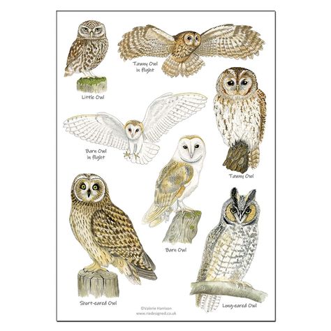 A5 British Owls Identification Postcard Chart - Wildlife, Nature, Card: Amazon.co.uk: Handmade Owl Species, Handmade Poster, Owl Watercolor, Owl Card, Nature Card, British Wildlife, Postcard Art, Owl Bird, Animal Totems