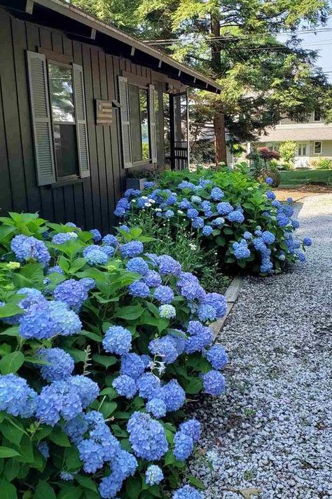 What Side of the House Do You Plant Hydrangeas Blue Enchantress Hydrangea, Hydrangeas Driveway, Snowball Hydrangea Landscaping, Bushes For Side Of House, Hydrangeas In Raised Beds, Hydrangea Garden Front Yard Landscaping Flower Beds, Blue Hydrangea Garden Landscapes, Hydrangea Corner Garden, Small Sloped Front Yard Landscaping