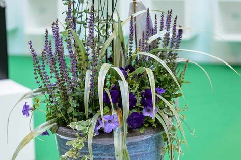 Purple salvias and petunias in a pot with ivy and astelia foliage Planting In Containers, How To Grow Bananas, Caring For Plants, Petunia Plant, Purple Petunias, Lilac Garden, Gardeners World, Prairie Garden, Fall Planters