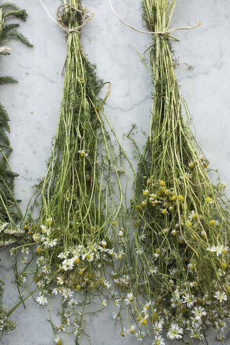 I'd love to dry my own chamomile next year #allotment #gardening #foodstyling #foodphotography #summer #chamomile #herbs Chamomile Flowers Aesthetic, Herb Aesthetic, Dried Chamomile, Dutch Farms, Dark Food Photography, Mimosa Flower, Floral Headdress, Allotment Gardening, Vintage Gardening