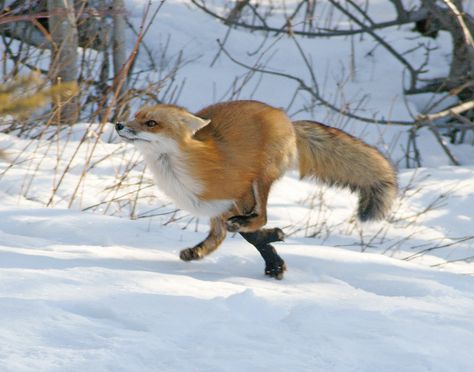 Fox Running, Owl Hoodie, Fox Lover, Owl Necklace, Red Fox, The Snow, Owls, Fox, Not Found