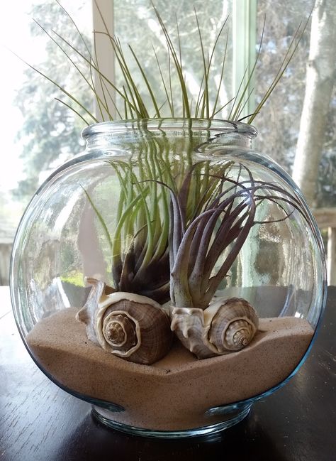 Fishbowl Plant Ideas, Fishbowl Decoration Ideas, Air Plant Art, Air Plants Diy, Air Plant Garden, Air Plants Decor, Diy Succulent Terrarium, Beautiful Terrariums, Air Plants Care