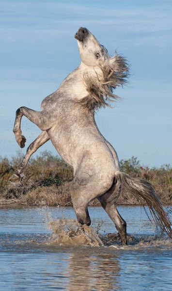 Grey horse rearing Horses Poses, Camargue Horse, Horse Rearing, Horse Reference, Wild Mustangs, All The Pretty Horses, White Horses, Horse Photos, Horse Coloring