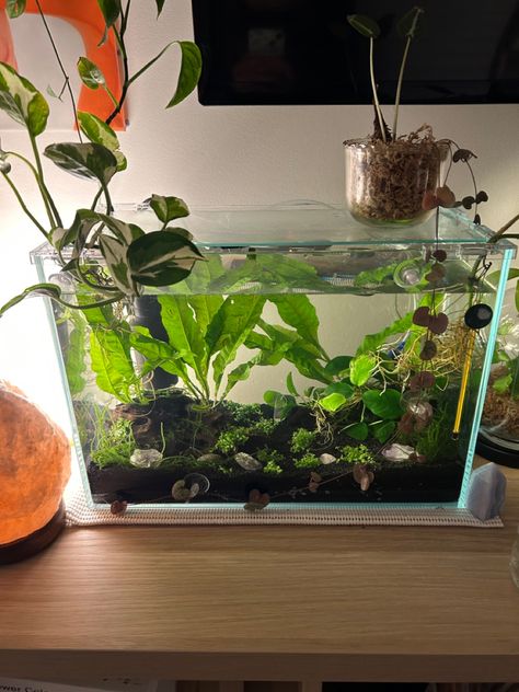 #aquarium Fishtank Ideas Aesthetic, Betta Fish Tank Ideas, Clutter Core, 20 Gallon Aquarium, Aquarium Aesthetic, Fish Tank Ideas, Snail Tank, Frog Tank, Tank Plants