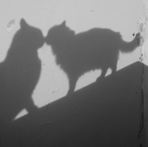 Shadow Aesthetic, Cat Shadow, Shadow Silhouette, Shadow Photography, Aesthetic Cat, Shadow Photos, Shadow Pictures, Shadow Play, Cat Aesthetic