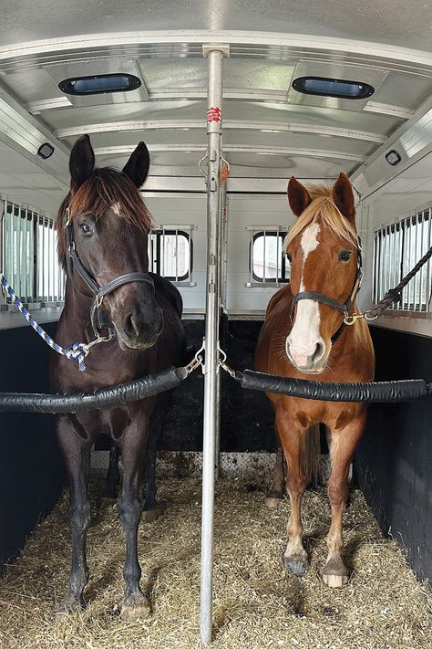 Trailer-loading can be frustrating.  If you’ve owned or been around horses long enough, you’ll no doubt have witnessed the gamut of trailer-loading abilities. But with these tips, you can teach a horse to self-load.  For a more detailed breakdown of the process, read this ⬇️ Horse Bathing Station, Horse Must Haves, Two Horse Trailer, Horses Trailer, Lesson Horse, Senior Horse Care, Horse Yard, Horse Tricks, Mustang Makeover