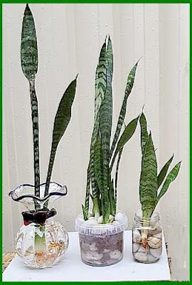 Learn how to propagate and grow snake plant in water and its care, and know if Sansevieria can survive in water only and if yes, then for how long. Growing Snake Plants In Water, Plants Grown In Water Houseplant, Snake Plant In Water Vase, Rooting Snake Plant In Water, Propagating Snake Plant In Water, How To Propagate Snake Plant, Snake Plants In Water, Snake Plant In Water, Snake Plant Decor