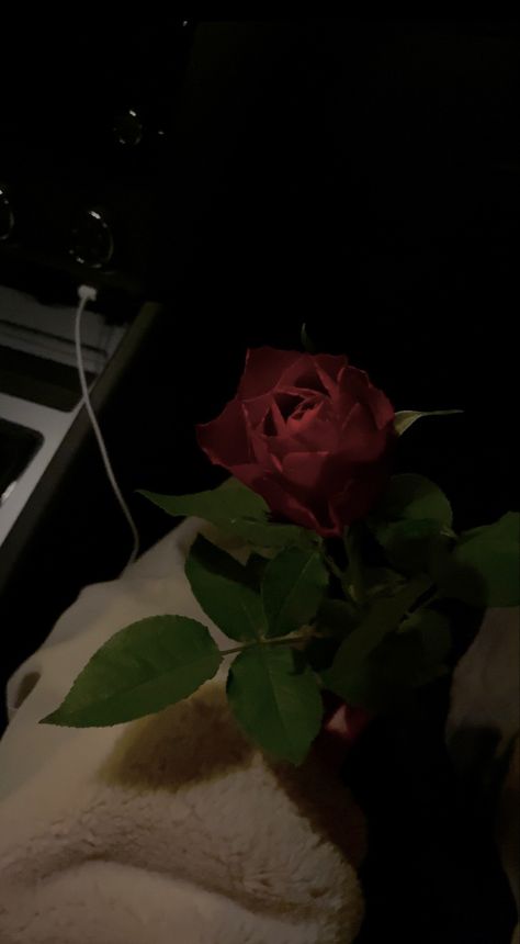 low exposure, late night date, date aesthetic, rose, flower Rose Flowers Aesthetic, Late Night Date, Rose Pic, Date Aesthetic, Aesthetic Rose, Low Exposure, Night Rain, Night Date, Fake Acc