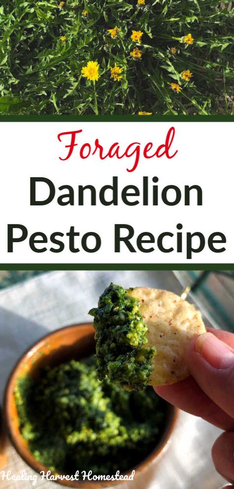 Dandelion Pesto Recipe, Dandelions Embroidery, Dandelion Pesto, Dandelion Greens Recipes, Dandelion Greens, Foraging Recipes, Photography Macro, Foraged Food, Herbal Recipes