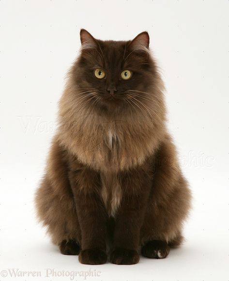 Long haired seal sepia seal mink. Brown with slightly darker points and yellow eyes. Sitting Criss Cross, Chocolate Cat, Birman Cat, Cat White, Cat Reference, Long Haired Cats, Cat Pose, Nine Lives, Brown Cat