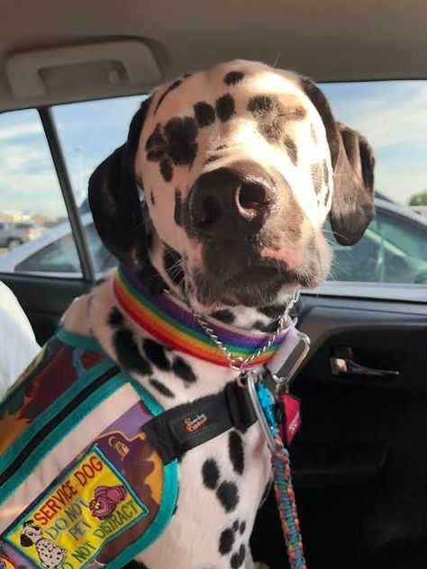 Dalmatian Service Dog, Pitbull Service Dog, Cute Service Dogs, Service Dog Art, Service Dog Aesthetic, Enby Flag, Service Dogs Breeds, Service Dog Gear, Psychiatric Service Dog