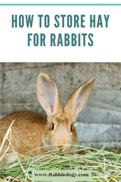 How-To-Store-Hay-For-Rabbits? Rabbit Hay Storage, Hay For Rabbits, Rabbit Playpen, Rabbit Information, Raising Rabbits For Meat, Rotten Food, Hay Storage, Rabbit Diet, Rabbit Farm