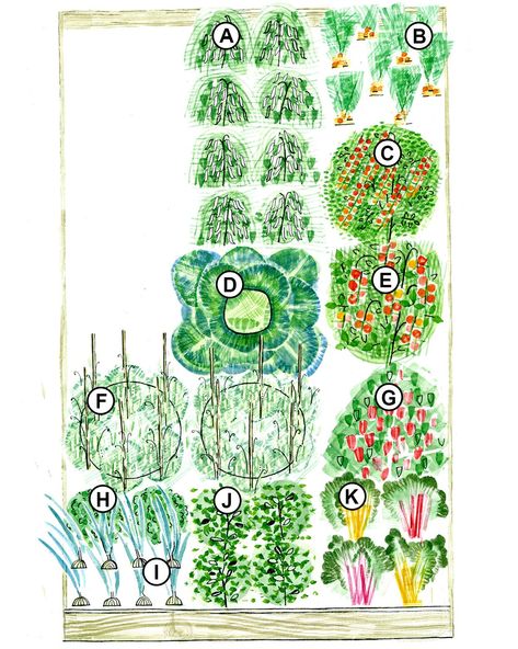 Follow these plans for a no-fail vegetable garden that will provide fresh produce from spring to fall. Continue plantings to increase your garden's bounty and extend your harvest. #raisedbedgardenplans #raisedbedplans #vegetablegarden #bhg Planning Illustration, Raised Bed Plans, Planning Garden, Vegetable Beds Raised, Vegetable Garden Raised Beds, Front Gardens, Vegetable Bed, Vegetable Garden Planning, Organic Mulch