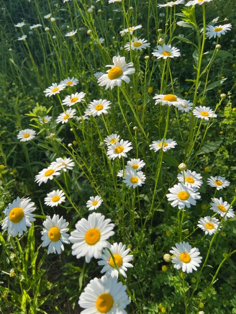 Oxeye Daisy Aesthetic, Daisy Flower Aesthetic, Daisies Aesthetic, Wildflowers Aesthetic, Daisy Aesthetic, Cottagecore Flowers, Cottagecore Garden, Wild Daisies, Flowers Daisies