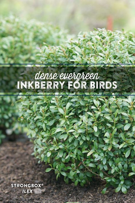 Inkberry Shrub, Natural Library, Evergreen Foundation Planting, Zone 4 Perennials, Deck Plants, Shrubs For Landscaping, Flowers 2023, Winter Shrubs, Florida Native Plants