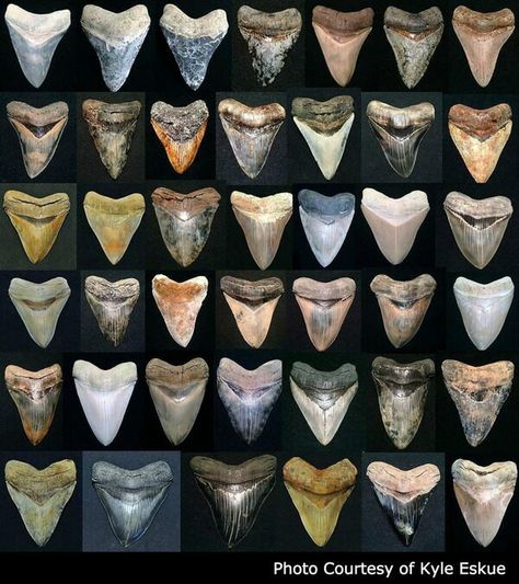 Megalodon Teeth For Sale - FossilEra.com The Megalodon, Sharks Teeth, Extinct Species, Species Of Sharks, Dinosaur Tracks, Fossil Hunting, Megalodon Shark, Big Teeth, Rocks And Fossils