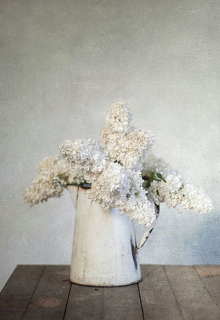 White Lilac | by borealnz Lilac House, White Lilacs, White Lilac, Arte Floral, Beautiful Blooms, Cut Flowers, Love Flowers, My Flower, Pretty Flowers