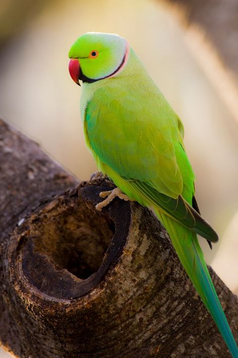 There are 350 different species of parrots in the world. Many parrot species kept in captivity because they are very colorful, intelligent, and playful. The Amazon parrots, African Grey, Cockatoos, and Parakeet species of parrots are also having great communication skill. Here the list of 10 most beautiful parrots in the world. 10. Sulphur Crested Cockatoo 9. Bronze-winged parrot 8. Dusky Lory 7. Galah Ring Necked Parakeet, Parrot Tattoo, Indian Ringneck, Parrot Wallpaper, Green Parrot, Parrot Pet, Bird Quotes, Parrots Art, Funny Parrots