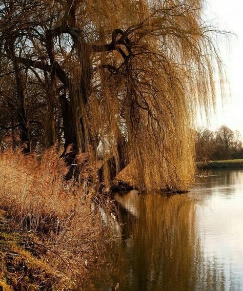 Pond Habitat, Weeping Trees, September Baby, Willow Trees, Weeping Willow Tree, Painting Study, Beautiful Trees, Weeping Willow, Forest Garden