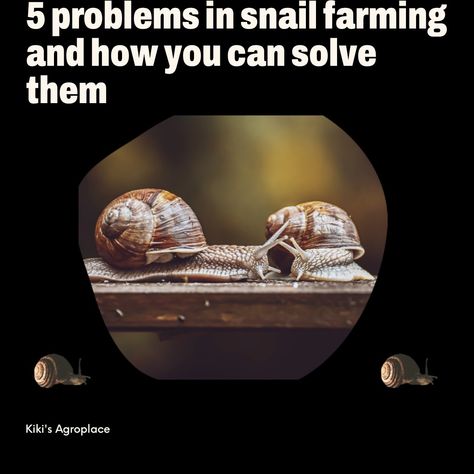 5 problems in snail farming and how to solve them Snail Farming, Education And Training, Agriculture, Philosophy, Shells, Meat, Canning, Animals